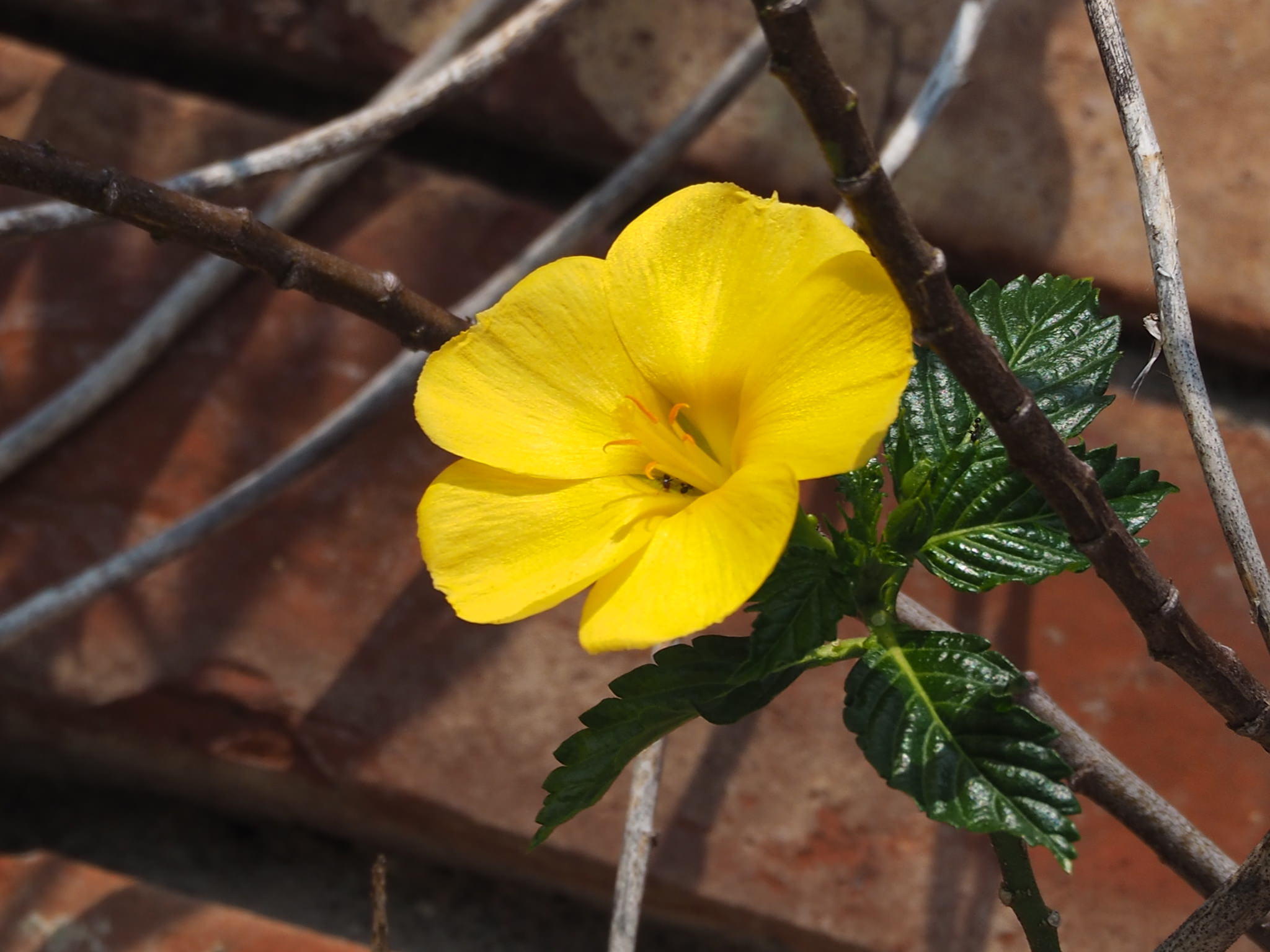 Turnera ulmifolia  